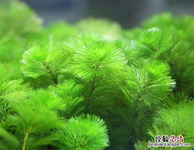 龟缸里养什么植物净化水 池塘里的水生植物大全