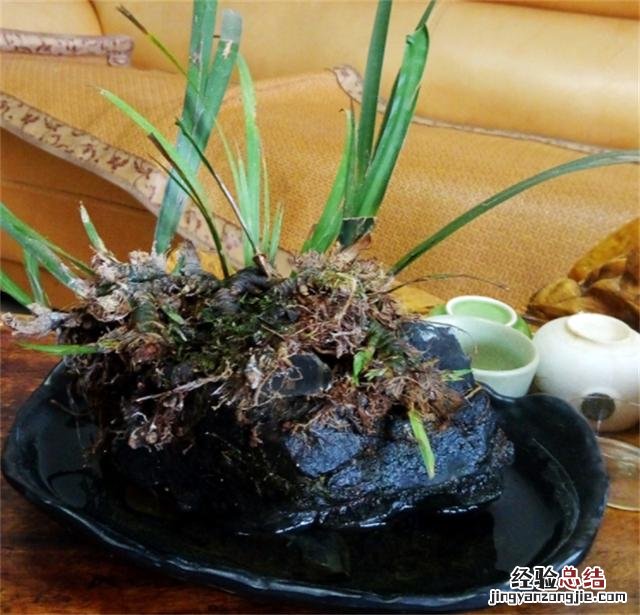 龟缸里养什么植物净化水 池塘里的水生植物大全