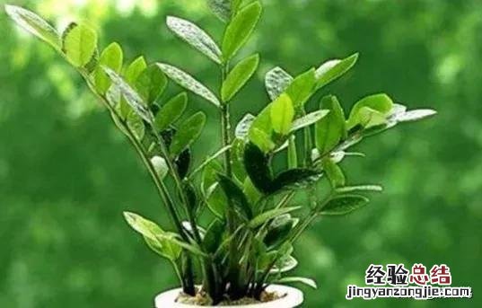 摇钱树怎么种才最好 绿植摇钱树的养护方法