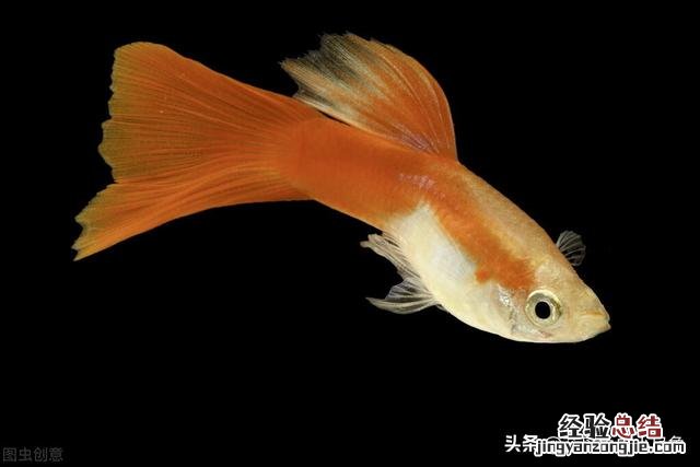 注意这些细节小苗长得更好 孔雀鱼怎么养得又肥又大