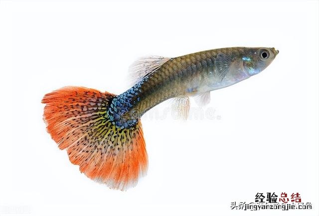 注意这些细节小苗长得更好 孔雀鱼怎么养得又肥又大