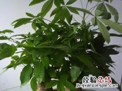 发财树叶子发黄小窍门 发财树的叶子发黄怎么办