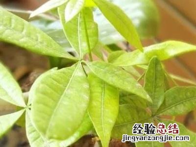 发财树叶子发黄小窍门 发财树的叶子发黄怎么办