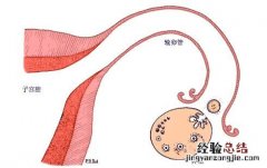 排卵期正确计算方式 怎么样算排卵期