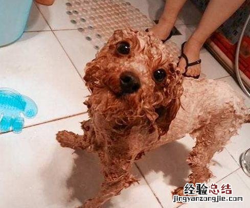 新手养贵宾犬的禁忌 贵宾狗怎么养