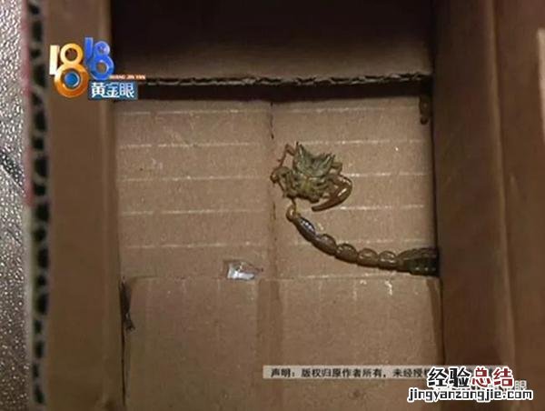 蝎子蜇伤人快速止疼方法 蝎子蛰了怎么办