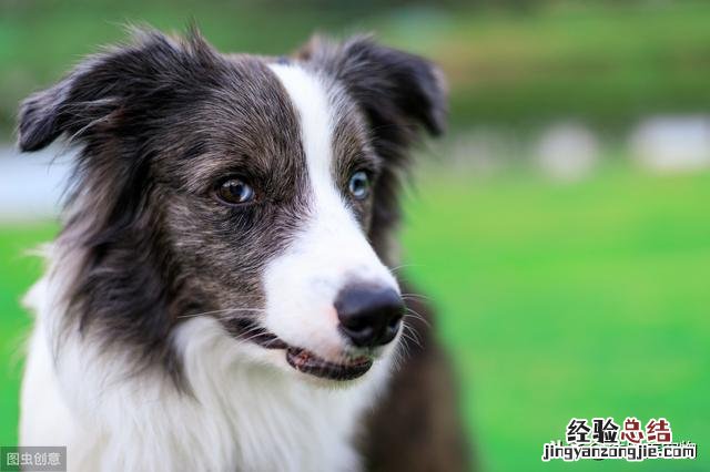 教你如何养好一只边境牧羊犬 边境牧羊犬怎么养训练