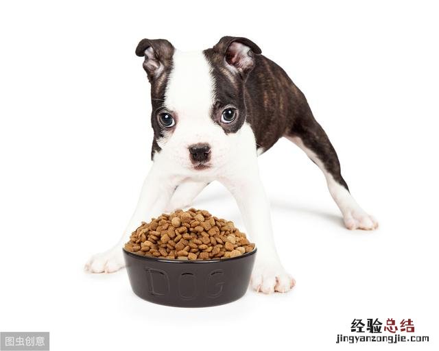狗粮的正确喂食方法 狗粮怎么喂比较好