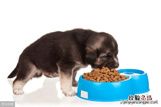 狗粮的正确喂食方法 狗粮怎么喂比较好