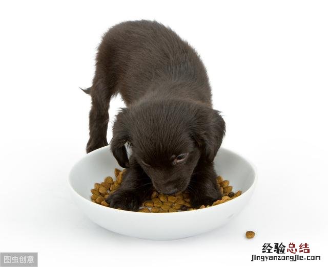 狗粮的正确喂食方法 狗粮怎么喂比较好