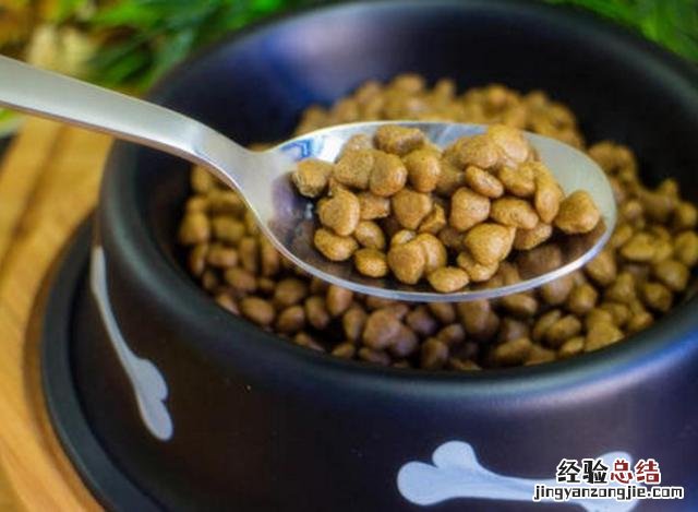 送你几招降火方法 狗上火了怎么办