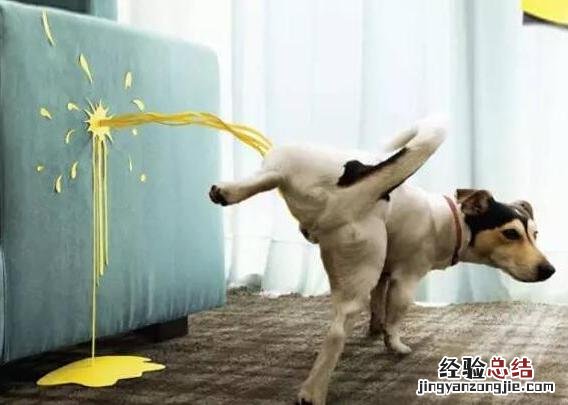 送你几招降火方法 狗上火了怎么办