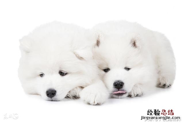 最正确的萨摩耶饲养方法 萨摩耶怎么养
