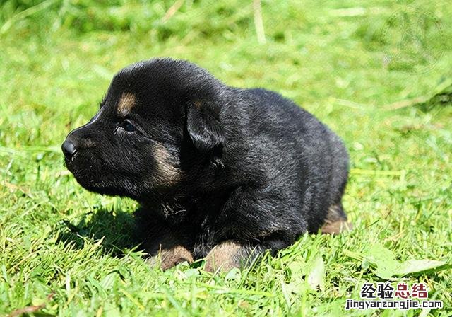 狗狗幼犬拉稀最快解决办法 两个月宝宝拉稀怎么办