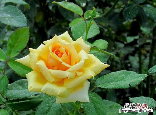 月季花夏季的养殖方法 月季花怎么养家庭养法