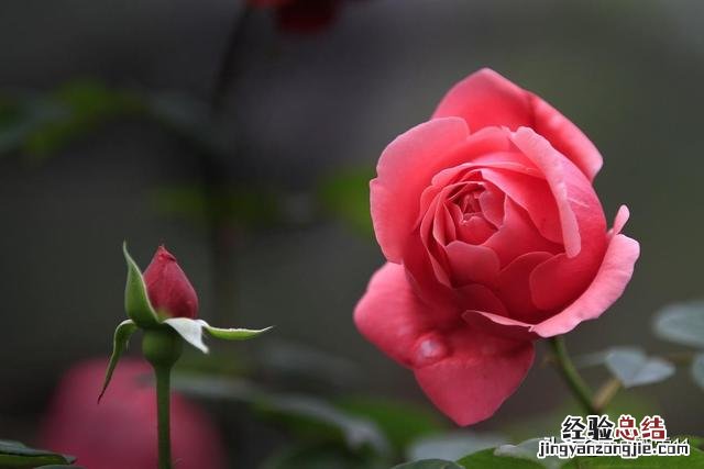 月季花夏季的养殖方法 月季花怎么养家庭养法