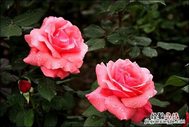 月季花夏季的养殖方法 月季花怎么养家庭养法