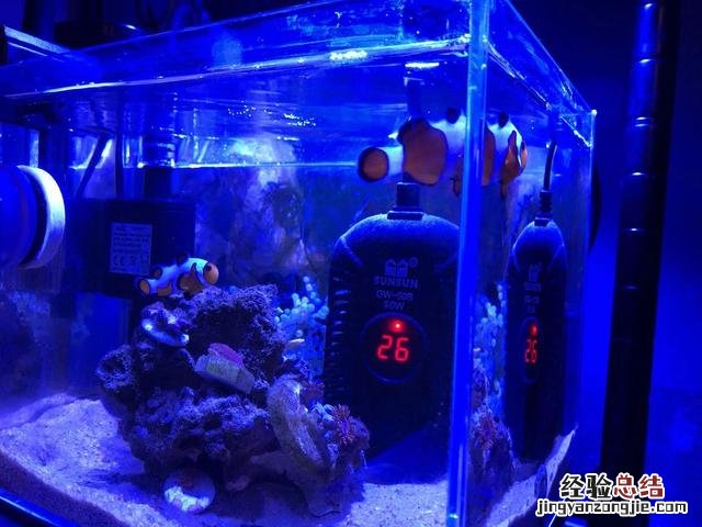 新手最简单养小丑鱼的方法 小丑鱼怎么养咸水怎么弄