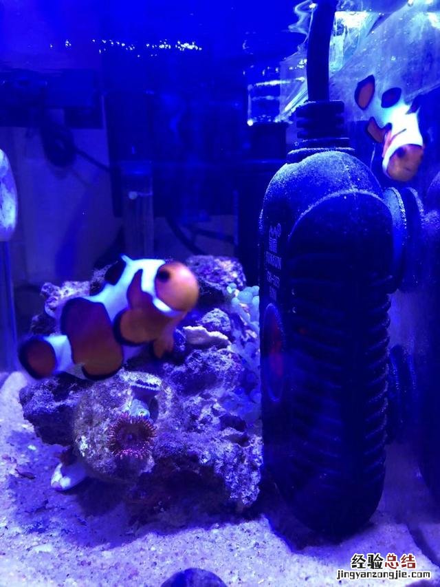新手最简单养小丑鱼的方法 小丑鱼怎么养咸水怎么弄