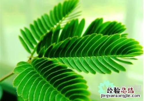 含羞草的生长习性和养殖方法 含羞草怎么养才能开花