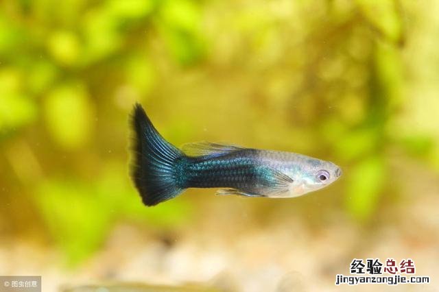 养孔雀鱼的技巧 孔雀鱼小鱼苗怎么养