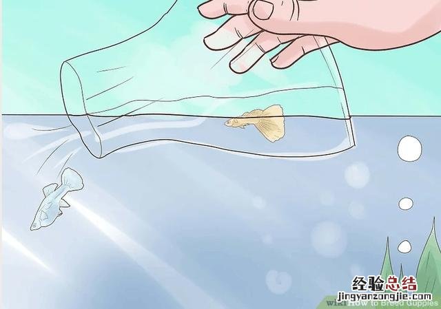 养孔雀鱼的技巧 孔雀鱼小鱼苗怎么养