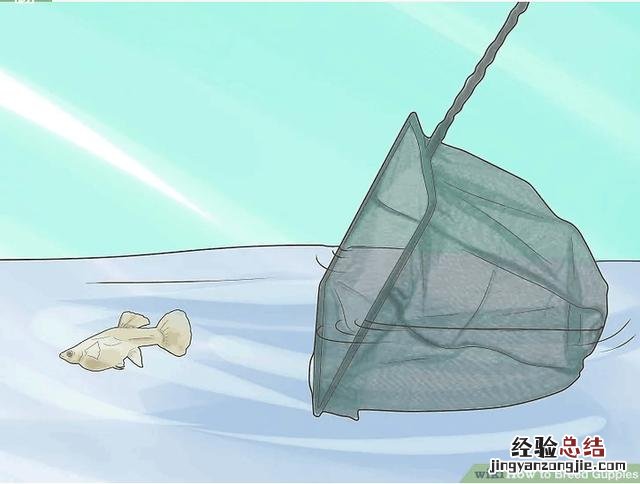 养孔雀鱼的技巧 孔雀鱼小鱼苗怎么养
