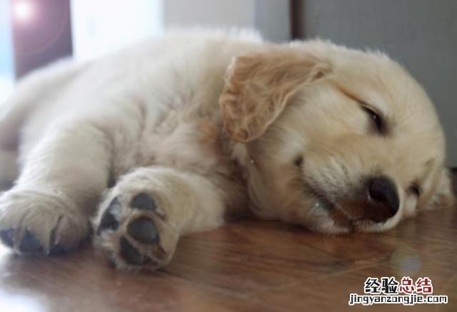 狗狗拉肚子的最快解决办法 小狗一直拉稀怎么办