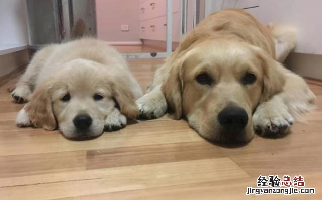 狗狗拉肚子的最快解决办法 小狗一直拉稀怎么办