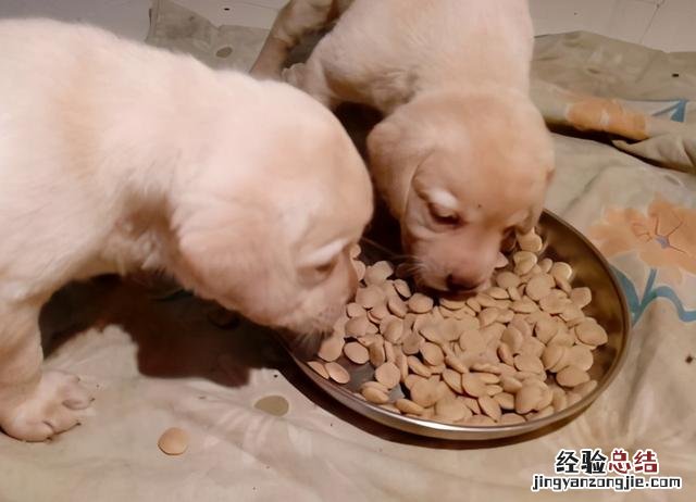 狗狗拉肚子的最快解决办法 小狗一直拉稀怎么办