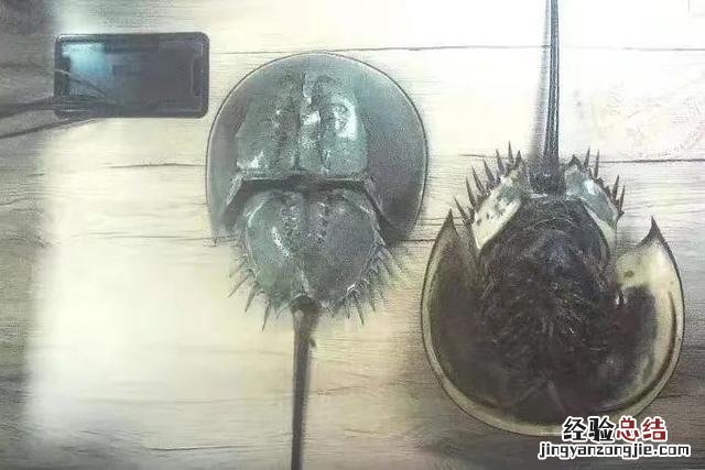 跟我一起读“hòu鲎” 中华鲎怎么读