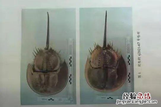 跟我一起读“hòu鲎” 中华鲎怎么读
