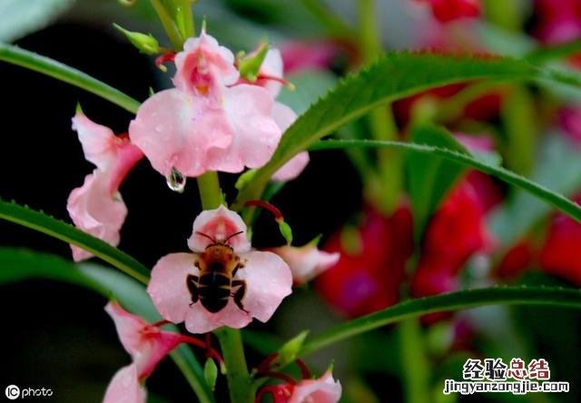 家里适合养的花卉推荐 印度海娜花怎么样