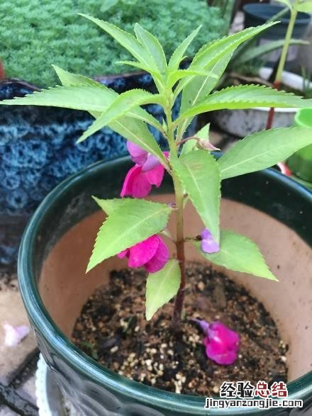 家里适合养的花卉推荐 印度海娜花怎么样