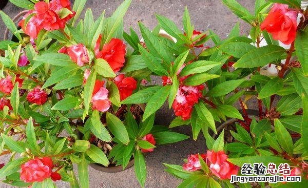 家里适合养的花卉推荐 印度海娜花怎么样