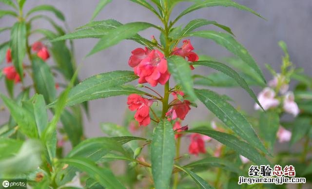 家里适合养的花卉推荐 印度海娜花怎么样