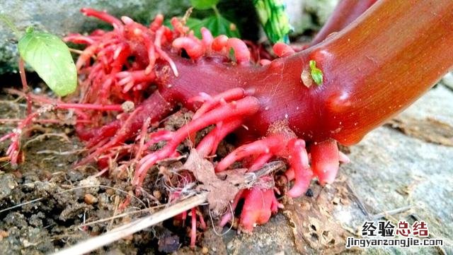 家里适合养的花卉推荐 印度海娜花怎么样
