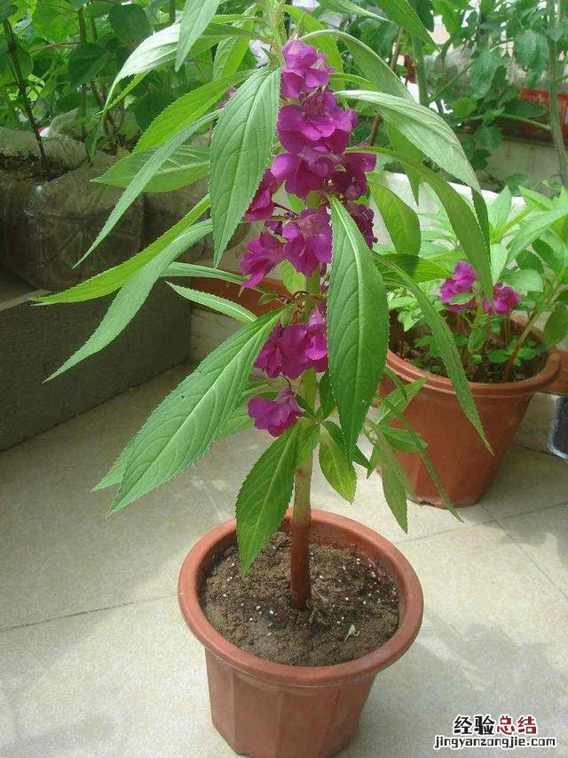 家里适合养的花卉推荐 印度海娜花怎么样