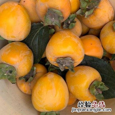 你一定要学的农家柿子饼 柿饼怎么做的方法家庭做法