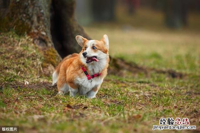 训练柯基听话的诀窍 柯基犬怎么训练