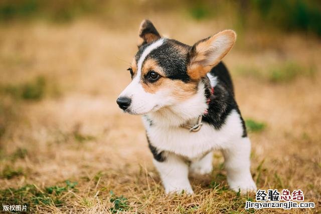 训练柯基听话的诀窍 柯基犬怎么训练