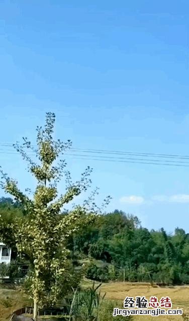 制作方法原来这么简单 微信背景视频怎么设置