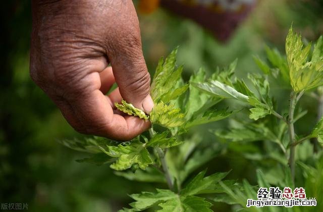 怎么彻底消除螨虫最简单方法 螨虫怎么去除最有效方法