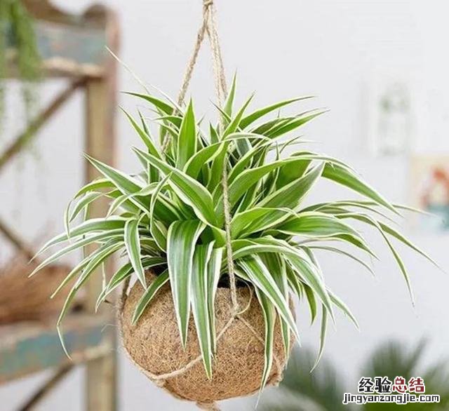 专家只认定5种方法 怎么除甲醛吗