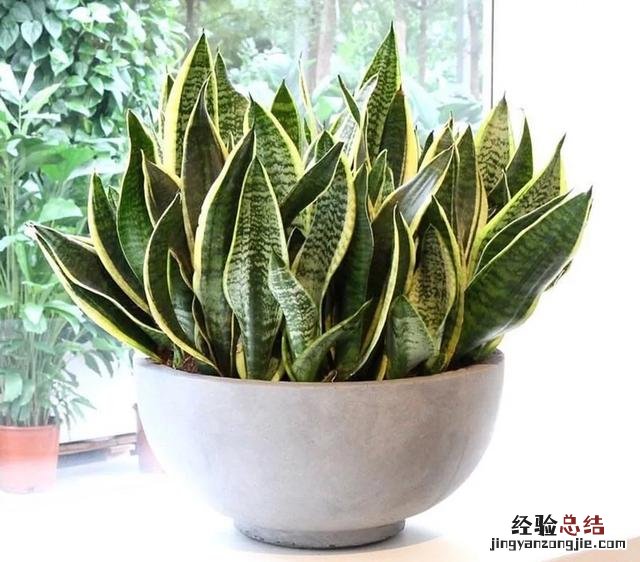 专家只认定5种方法 怎么除甲醛吗