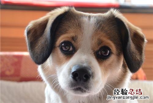 治犬瘟热最好的土办法 犬瘟热初期怎么治疗