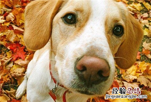 治犬瘟热最好的土办法 犬瘟热初期怎么治疗