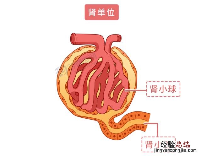 小便次数多是不是和肾功能有关系 小便次数多是怎么回事