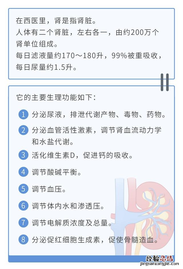 小便次数多是不是和肾功能有关系 小便次数多是怎么回事