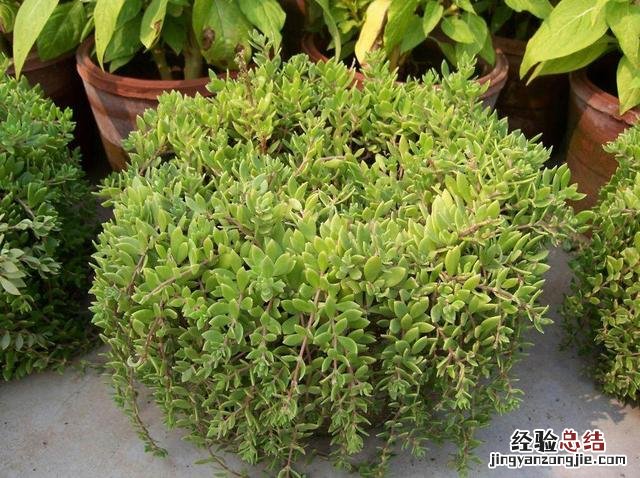 摇钱树怎么养才能长得茂盛呢 摇钱树苗怎么种